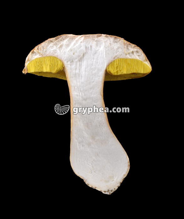 Cèpe de Bordeaux - sporophore en CL (Boletus edulis) - gryphea.com